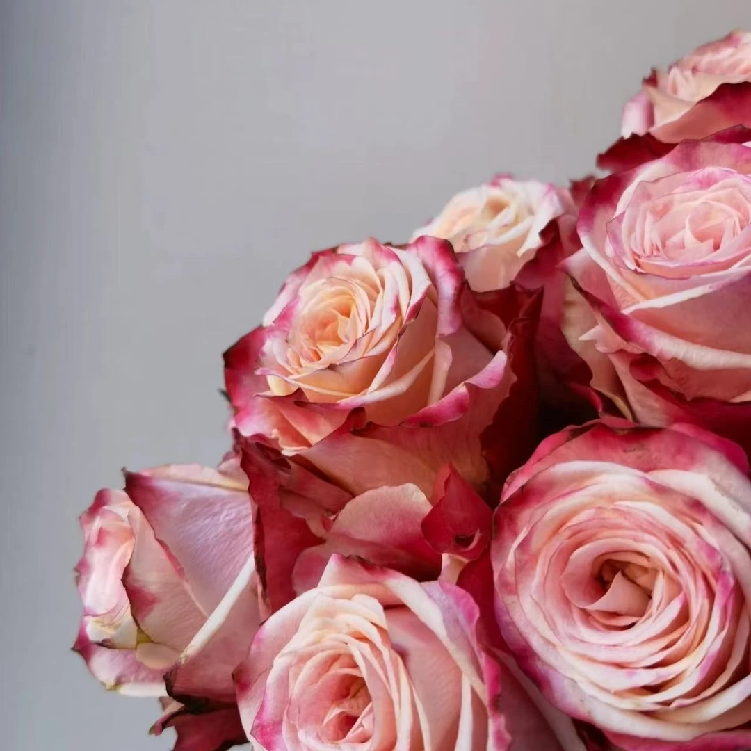 鲜切 玫瑰花月季系列