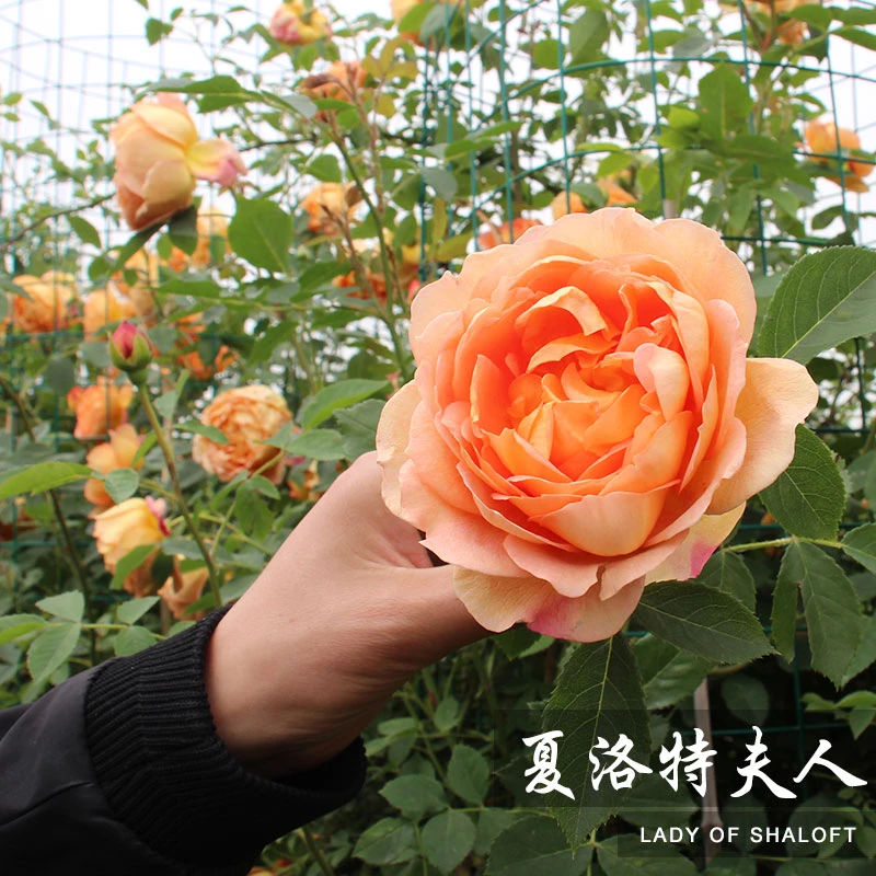 藤本月季夏洛特夫人爬藤开花多季大花浓香抗性好耐寒耐晒花墙拱门