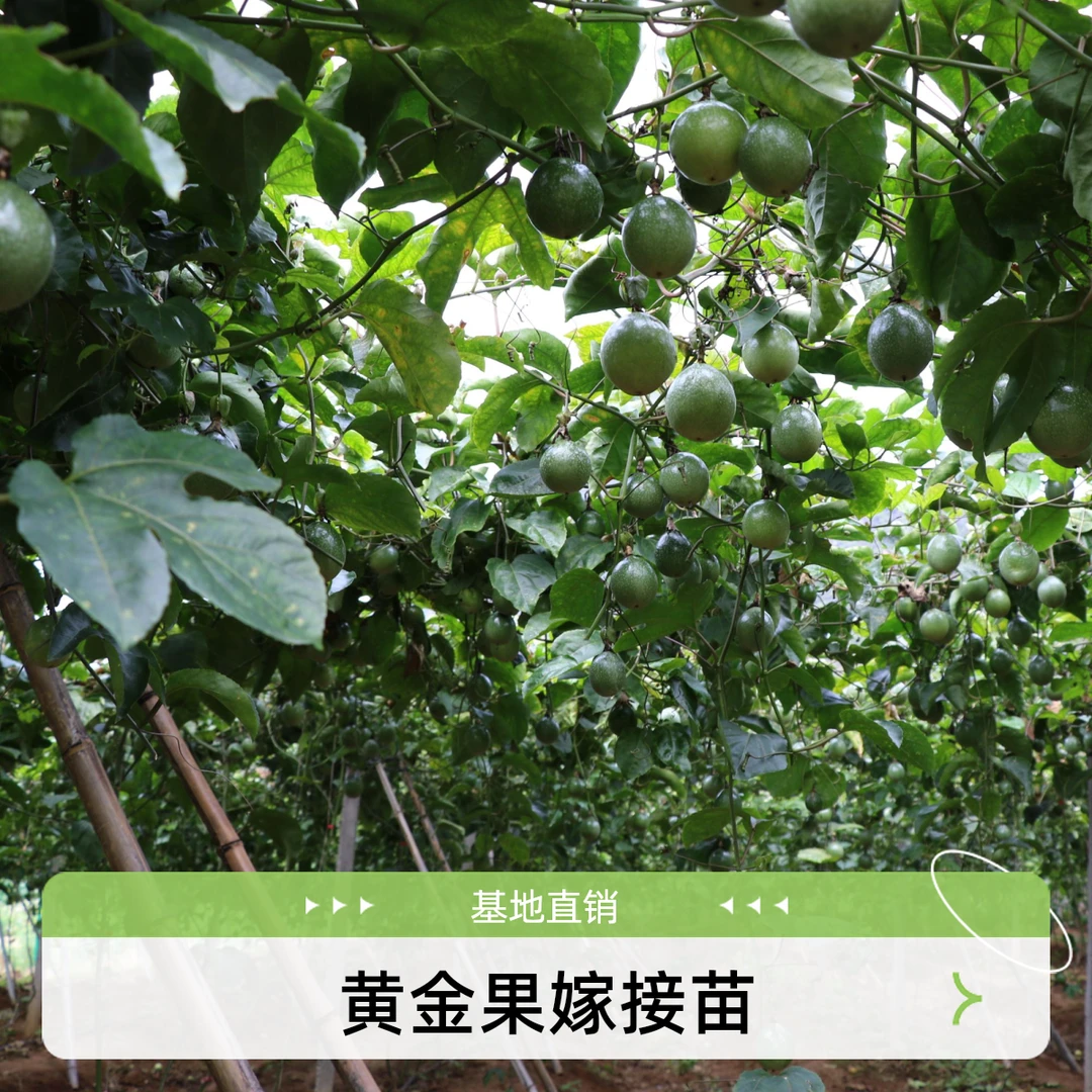 黄金百香果苗纯甜百香果嫁接苗四季结果地载盆载爬藤南北方可种植