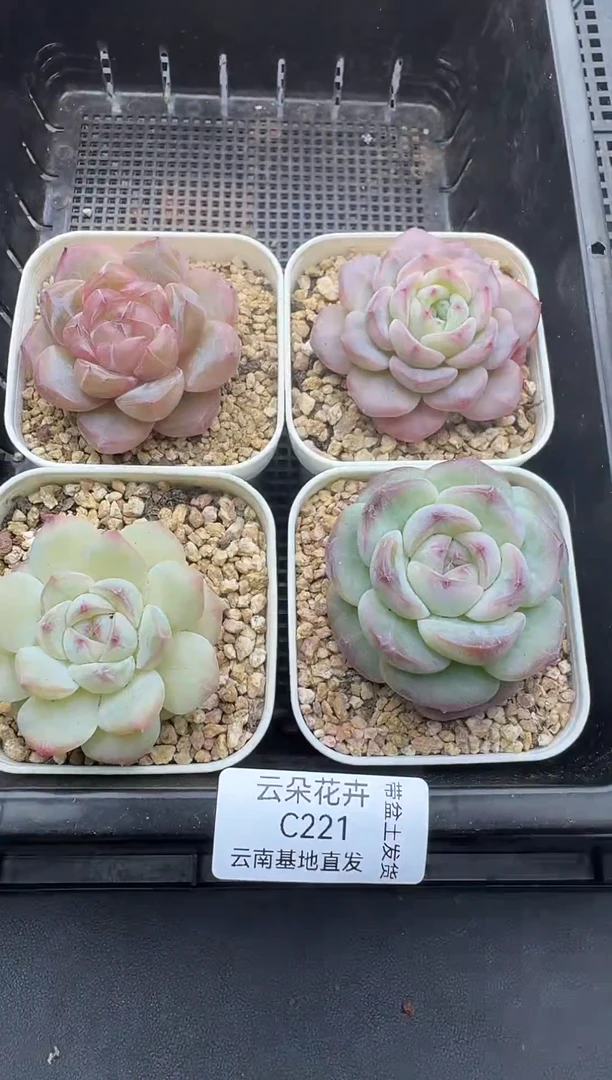 珍妮杂交多肉C221