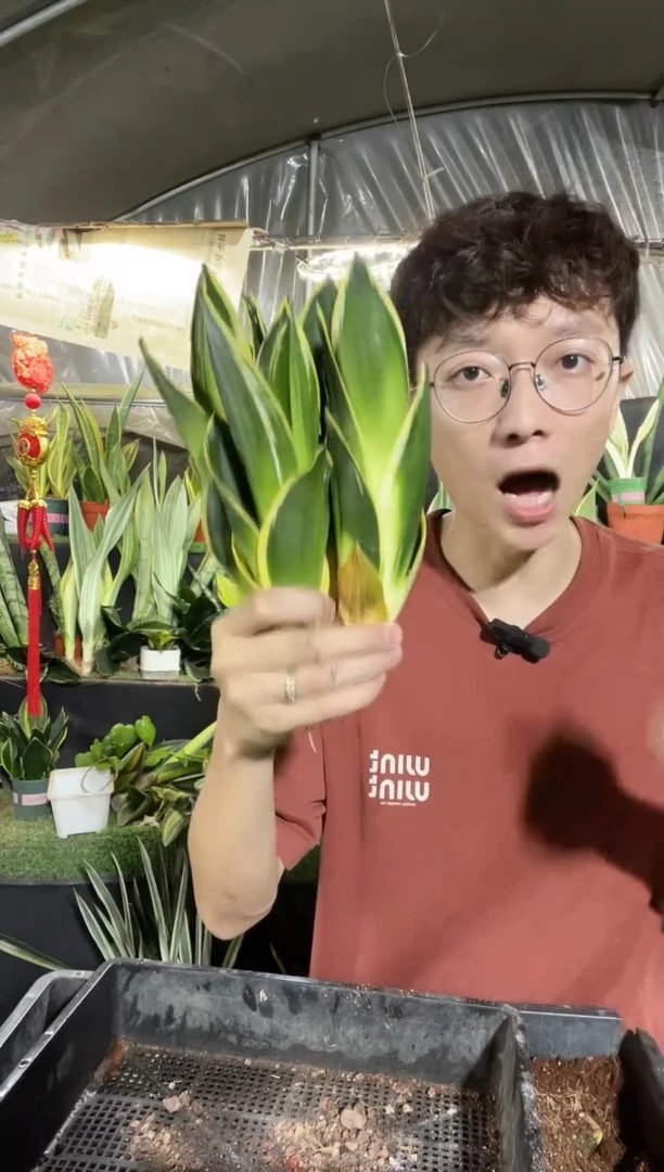 筒状金荷花裸根4棵9.9