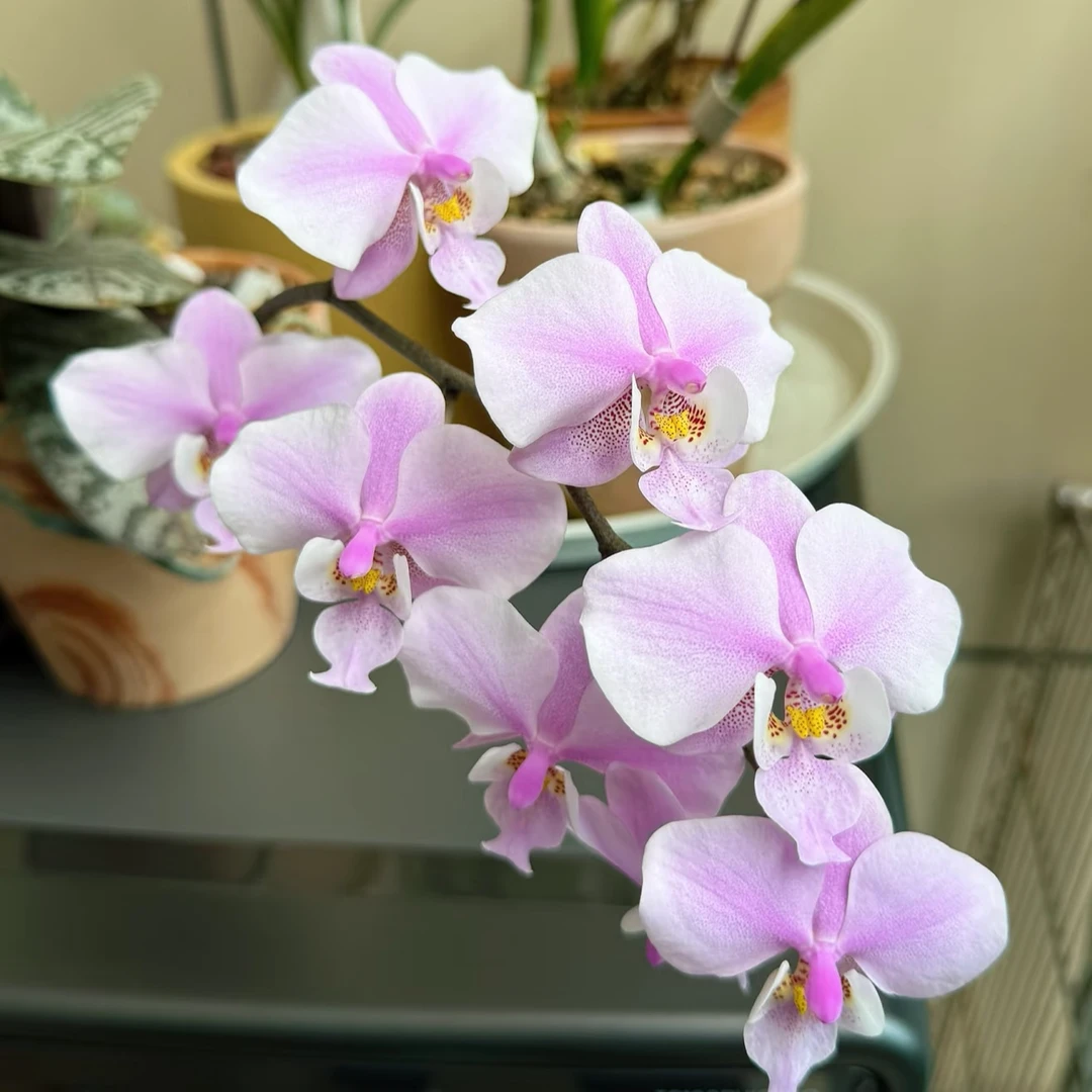 蝴蝶兰【圆叶虎斑西蕾丽】兰花花卉绿植 常年开花  好养易花