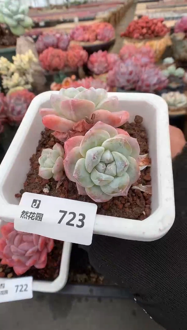 723冰玉一物一拍