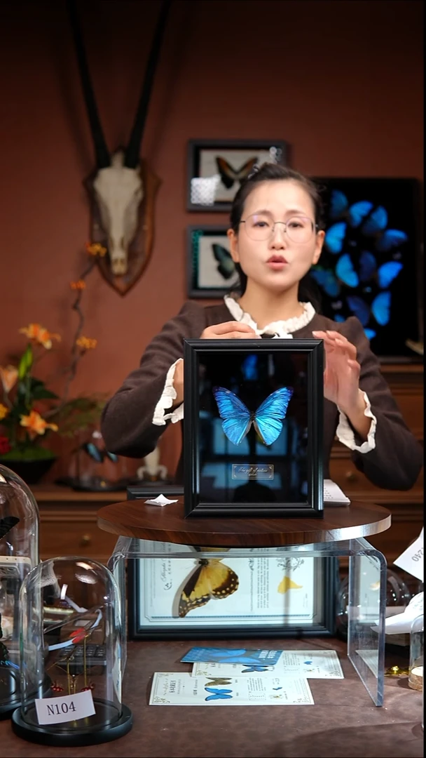 N214   安东尼斯闪蝶  微瑕