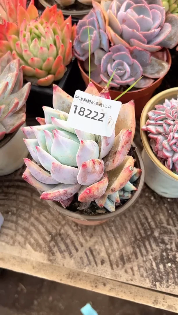 用****8多肉植物一物一拍18222