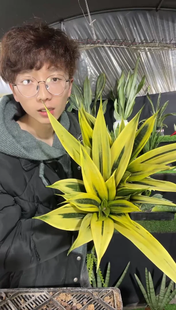 【闪购商品】黄金兰大号脱土26.8