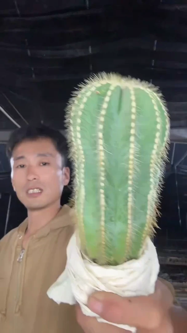 实生英冠玉12.99