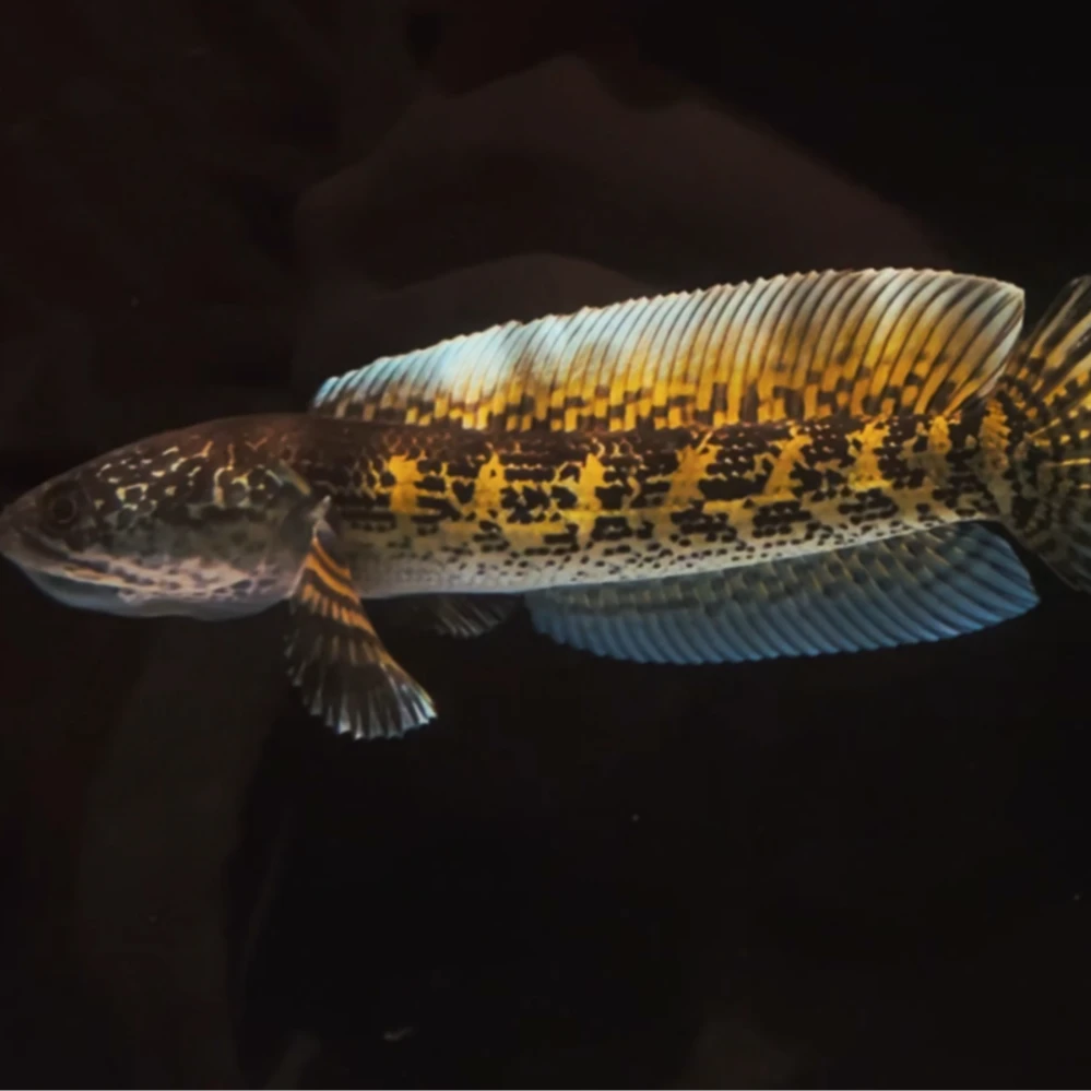 黄金眼镜蛇雷龙鱼凶猛淡水观赏鱼活体