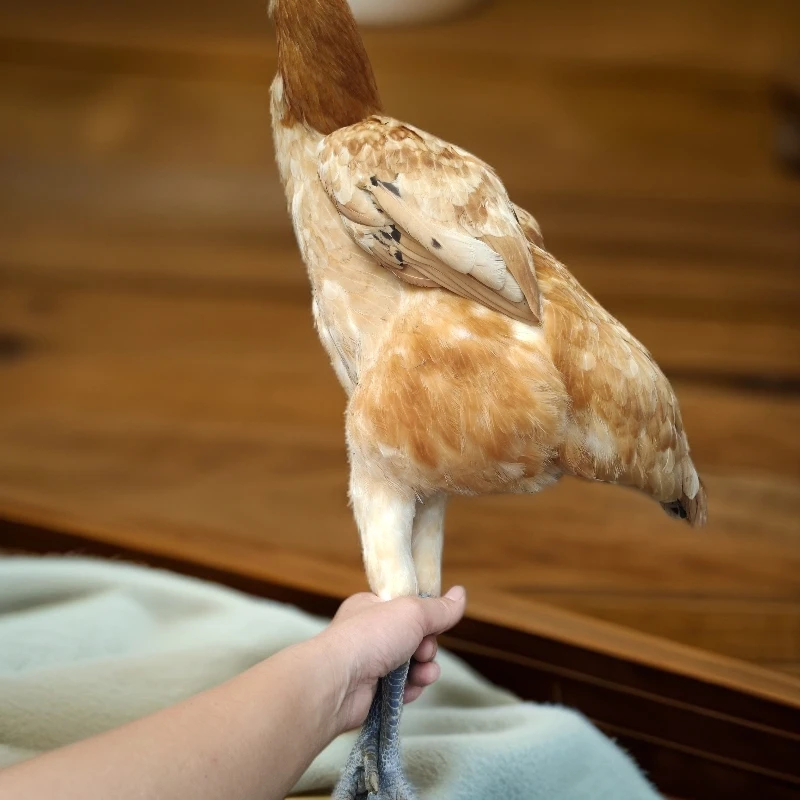 龙马高脚土鸡乌骨鸡（现场称重计价）