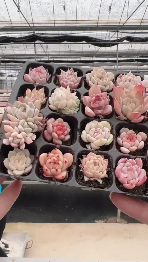 【闪购商品】穴盘-123