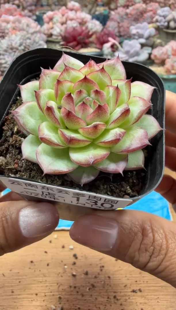 东云多肉园二店-130