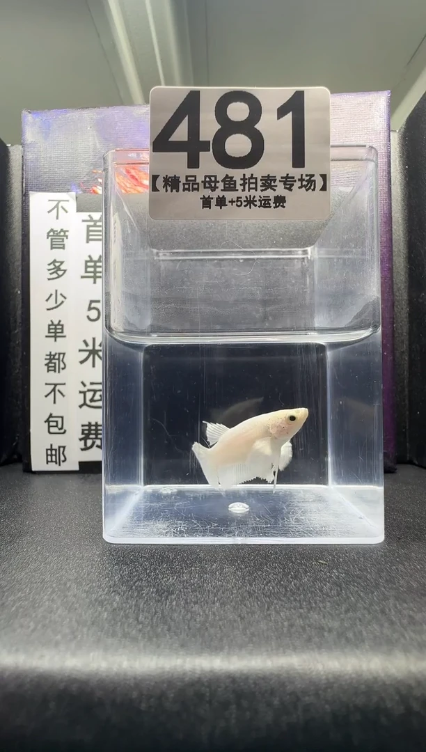 斗鱼母鱼编号：481