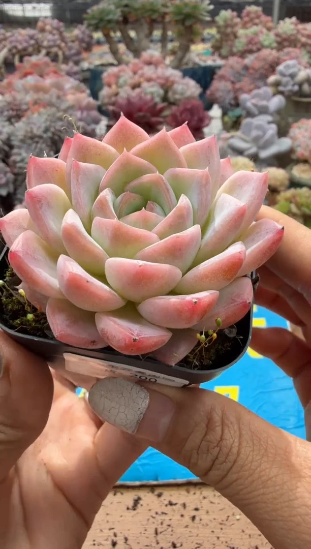 东云多肉园二店-200