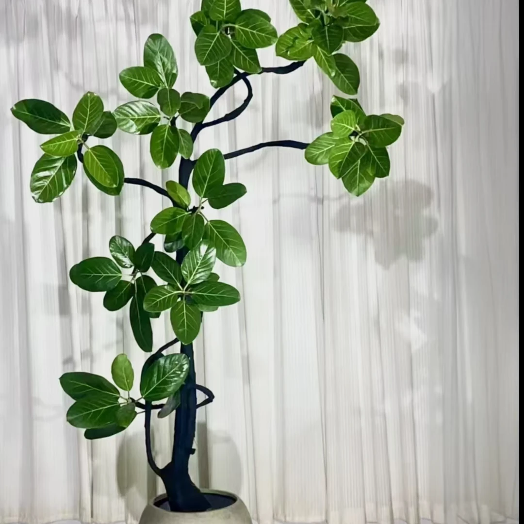 高山榕孟加拉榕橡皮树富贵榕盆栽室内绿植好养大气广州基地直发