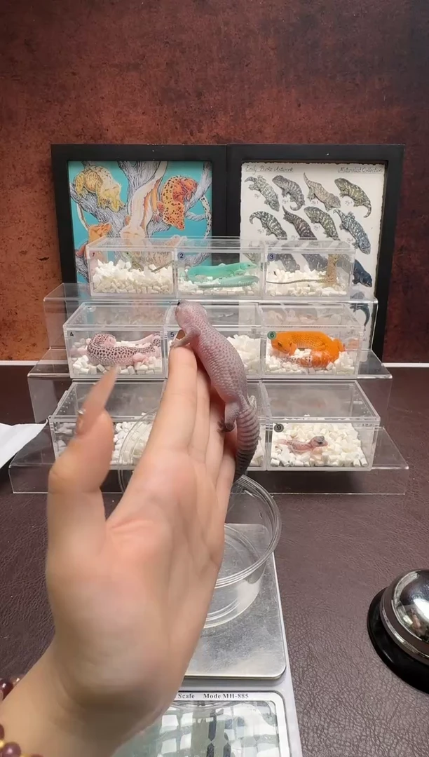 肥尾守宫鳞与尾 Scale Tail 爬宠