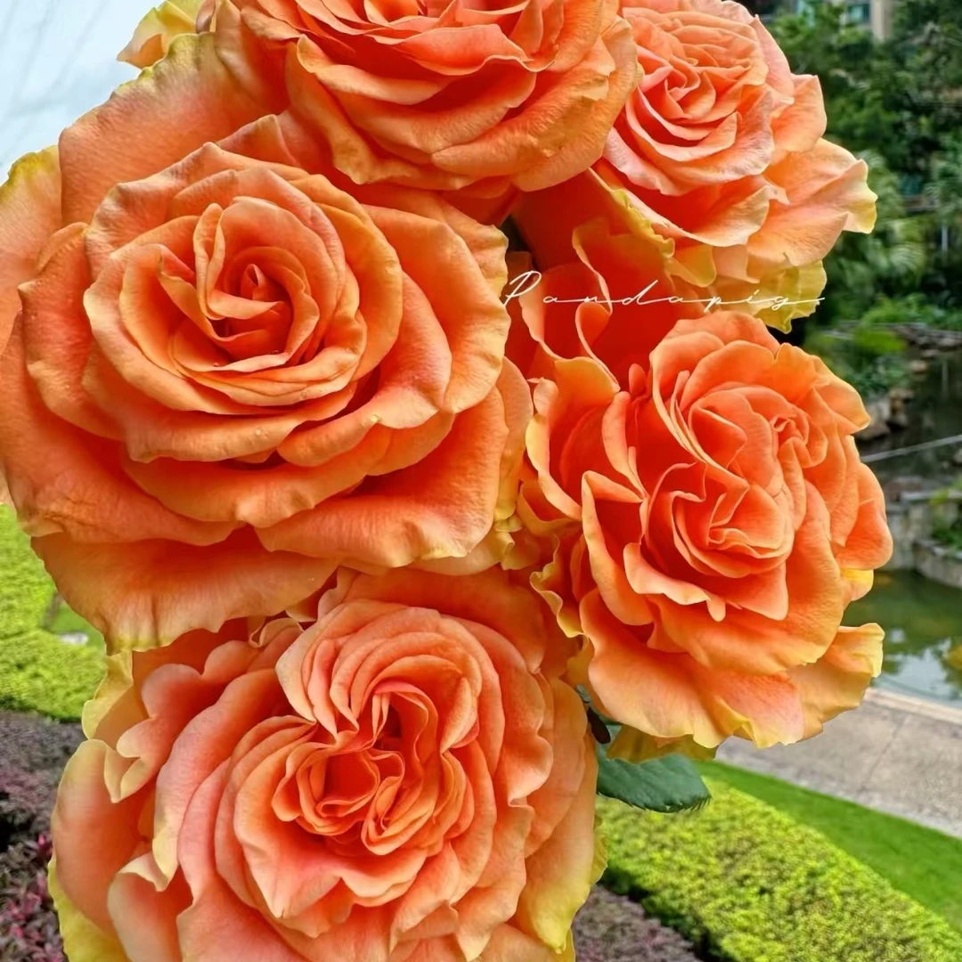 【卓昂玫瑰园】橘色春天新品玫瑰四季开花庭院阳台切花高杯月季