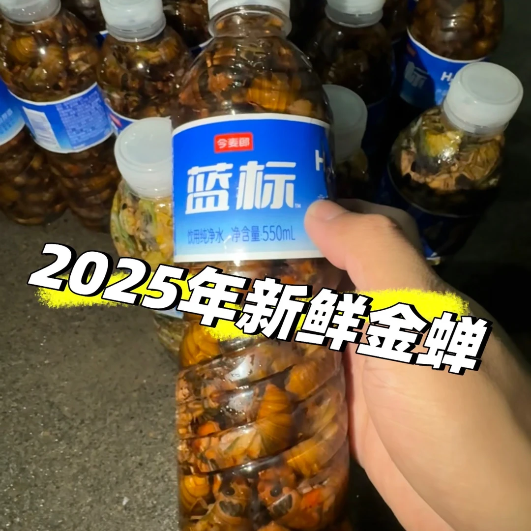 河南本地大个金蝉知了猴结了龟顺丰冷链发货