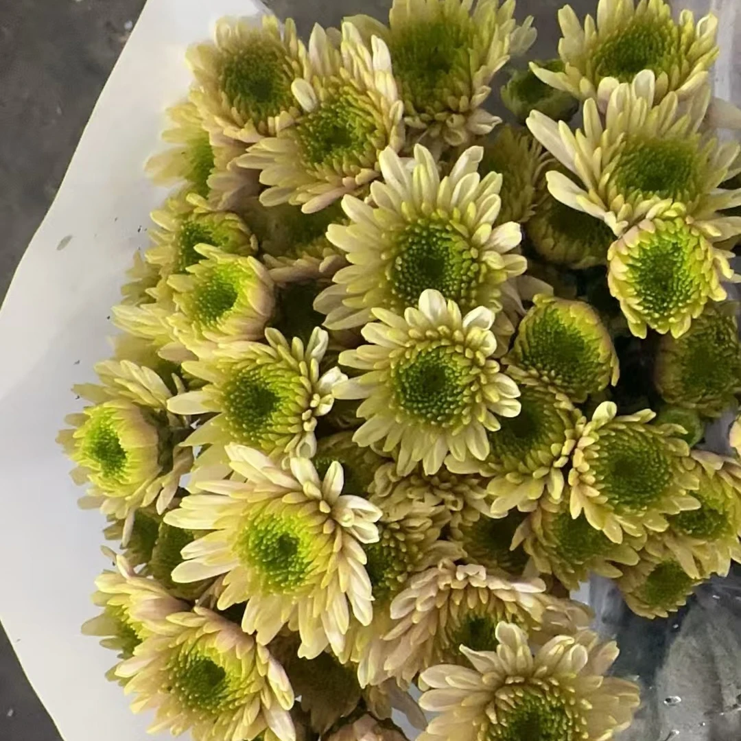 布鲁诺绿小雏菊鲜花一把云南基地直发批发一手货源家养水养