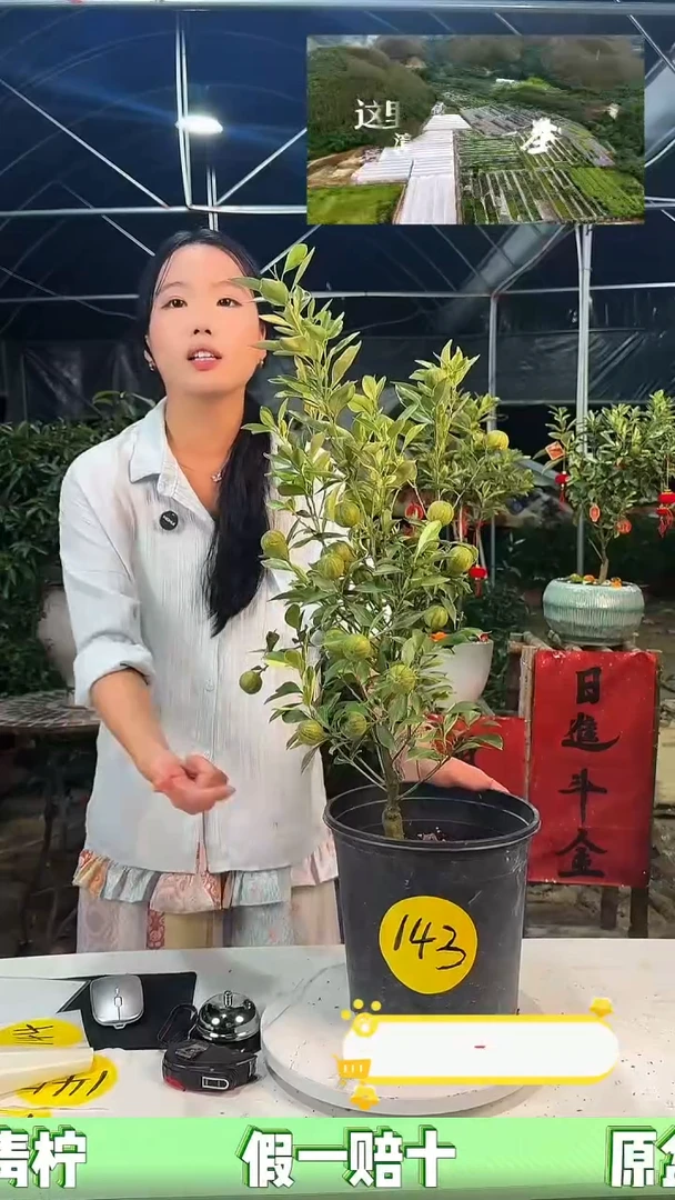 143号苗00000000000000000