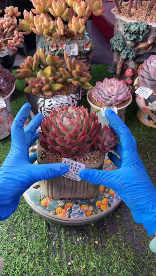 昆明印象多肉4103