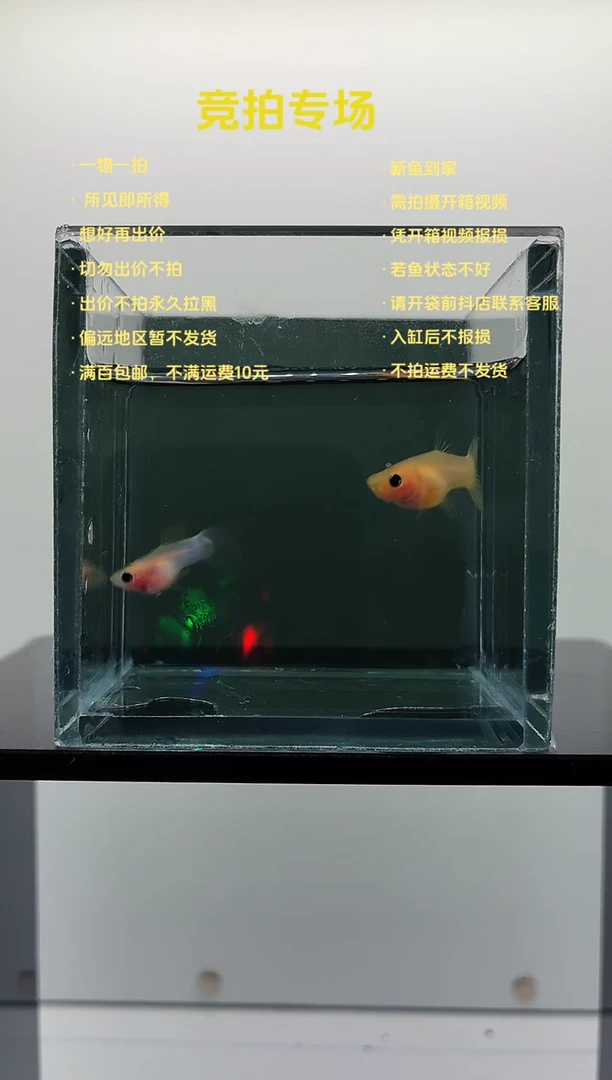 孔雀鱼幻彩粉猫玻璃猫一对-14