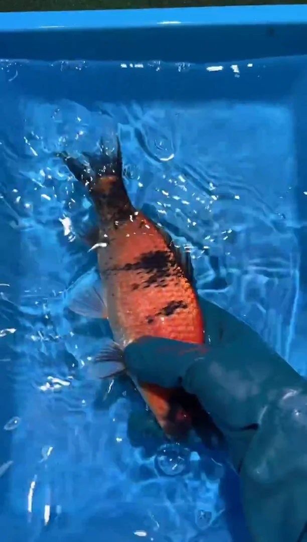 锦鲤点关注右下角竞拍链接出价