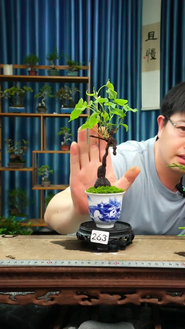 无花朵苔藓微景观263号