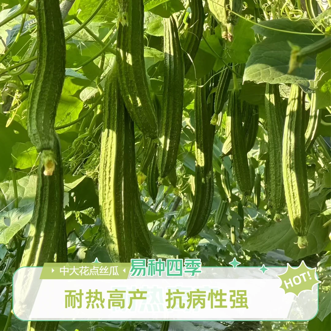 【阿豪推荐】耐热耐病毒产量高【基地专用】新研F1杂交大花点丝瓜种子