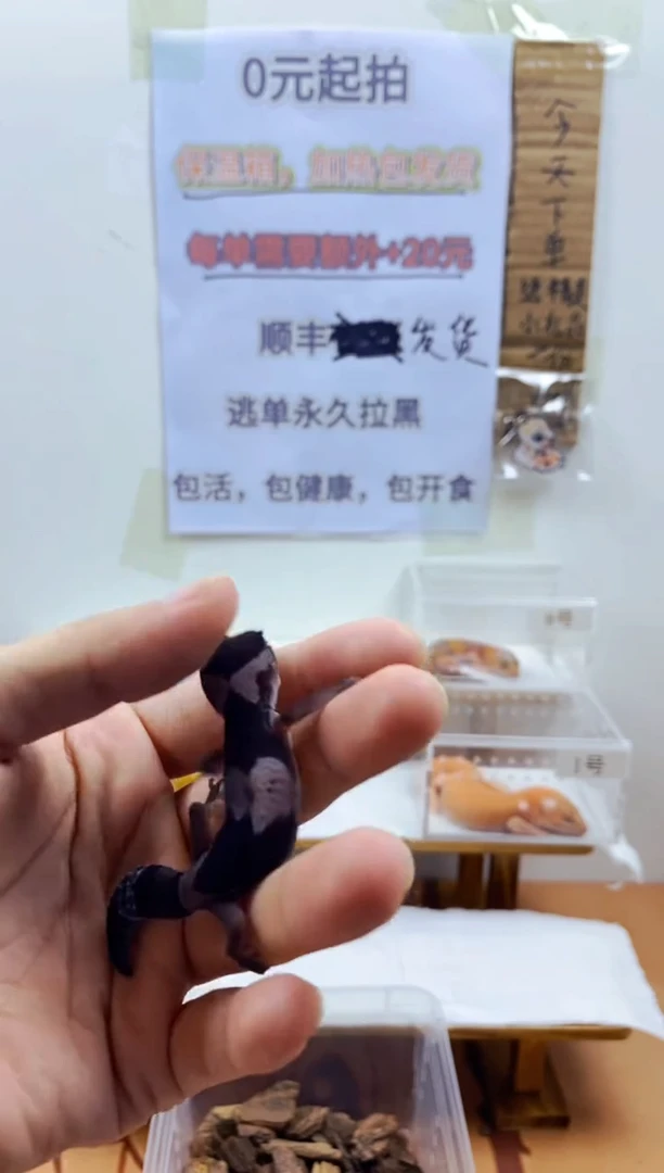 豹纹守宫豹纹守宫幼苗亚成体成体肥尾