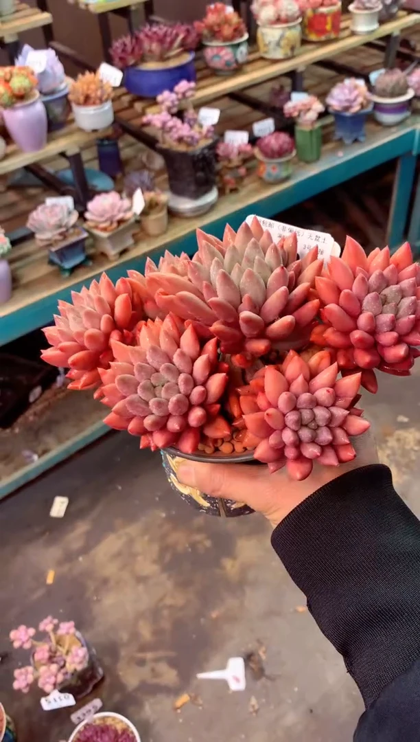 奔****格348S（一物一拍，精品多肉，所见即所得 ）