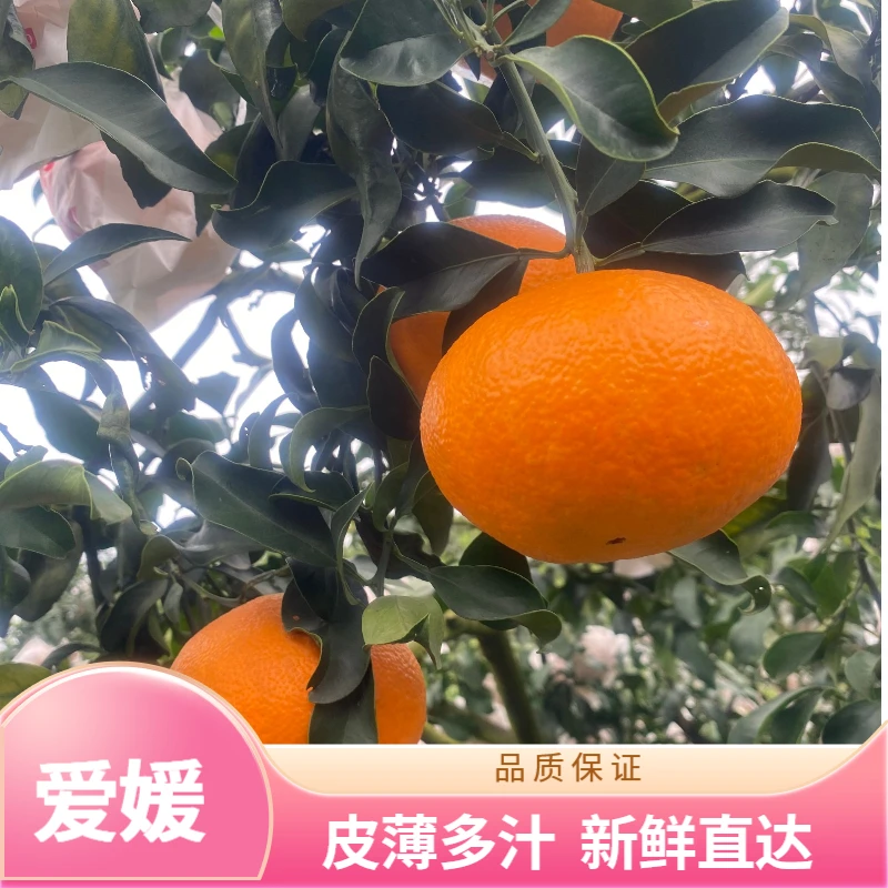 四川爱媛果冻橙皮薄多汁红糖灌溉口感鲜美 新鲜水果产地直达