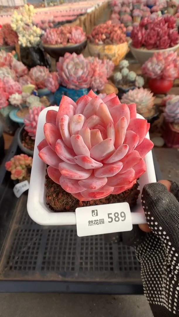 589韩橙多肉植物一物一拍