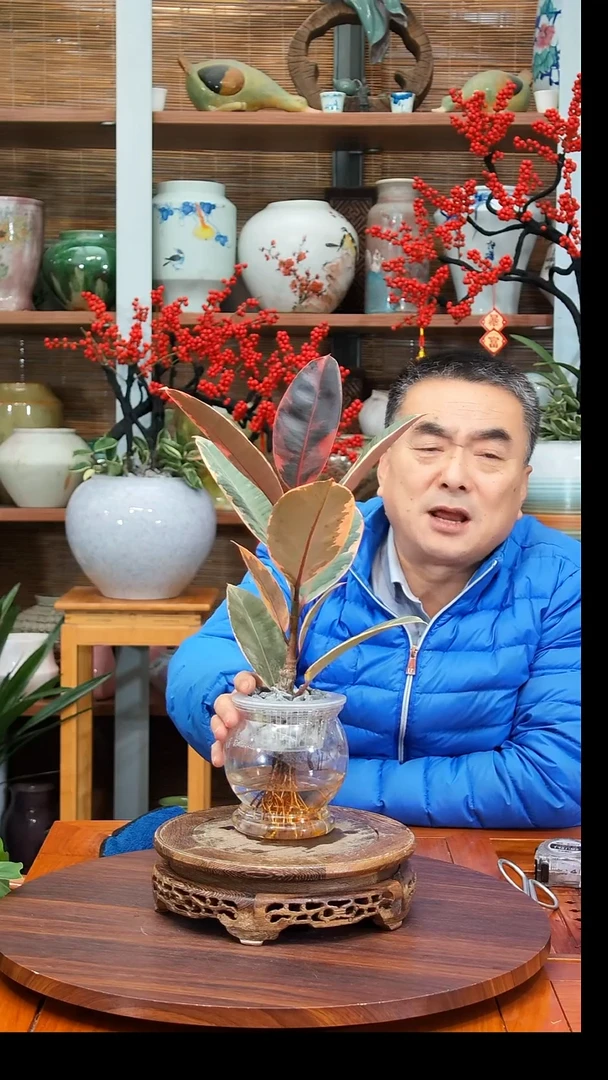 无花朵L*水之韵水培红关公