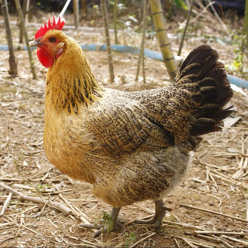 8只宠物鸡 麻羽鸡 包邮包活到家