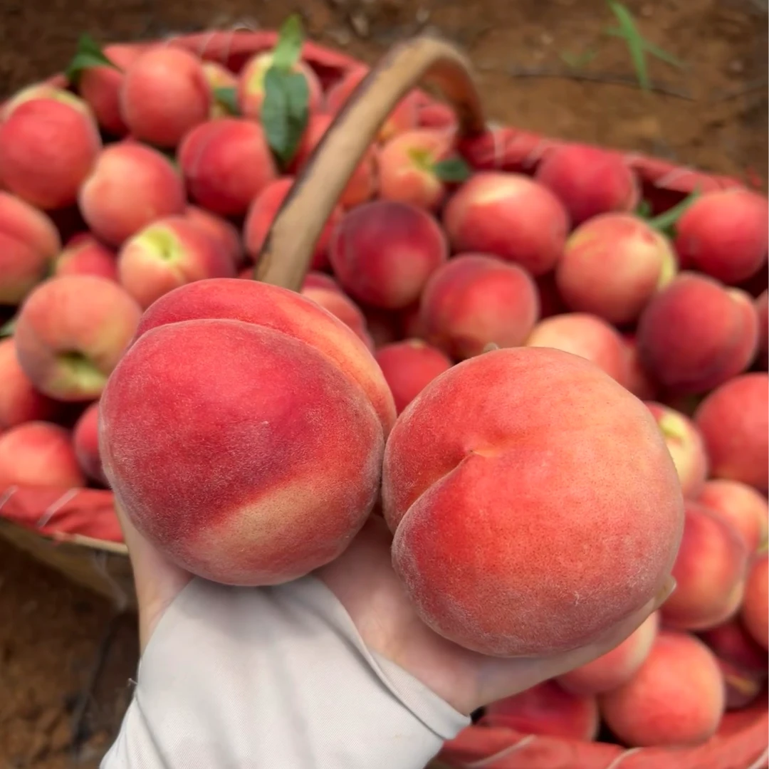 正宗平谷大桃（大毛桃离核）单果半斤以上5斤装软硬皆吃北京市
