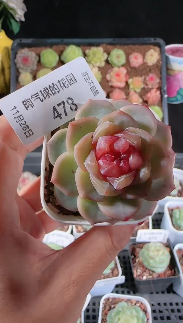 多肉1128-478舒月群生不包整