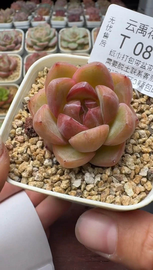 081T带盆土发(6.5cm杯） 当场拍3颗以上包柚 多肉植物