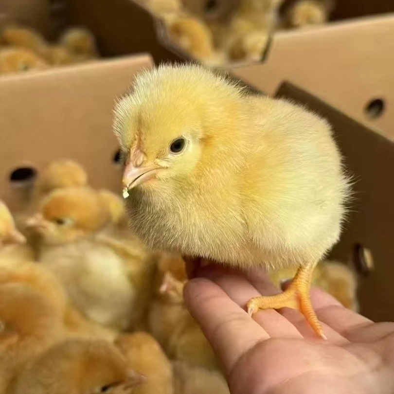 宠物鸡红瑶鸡九斤红体态圆润庭院观赏包邮到家