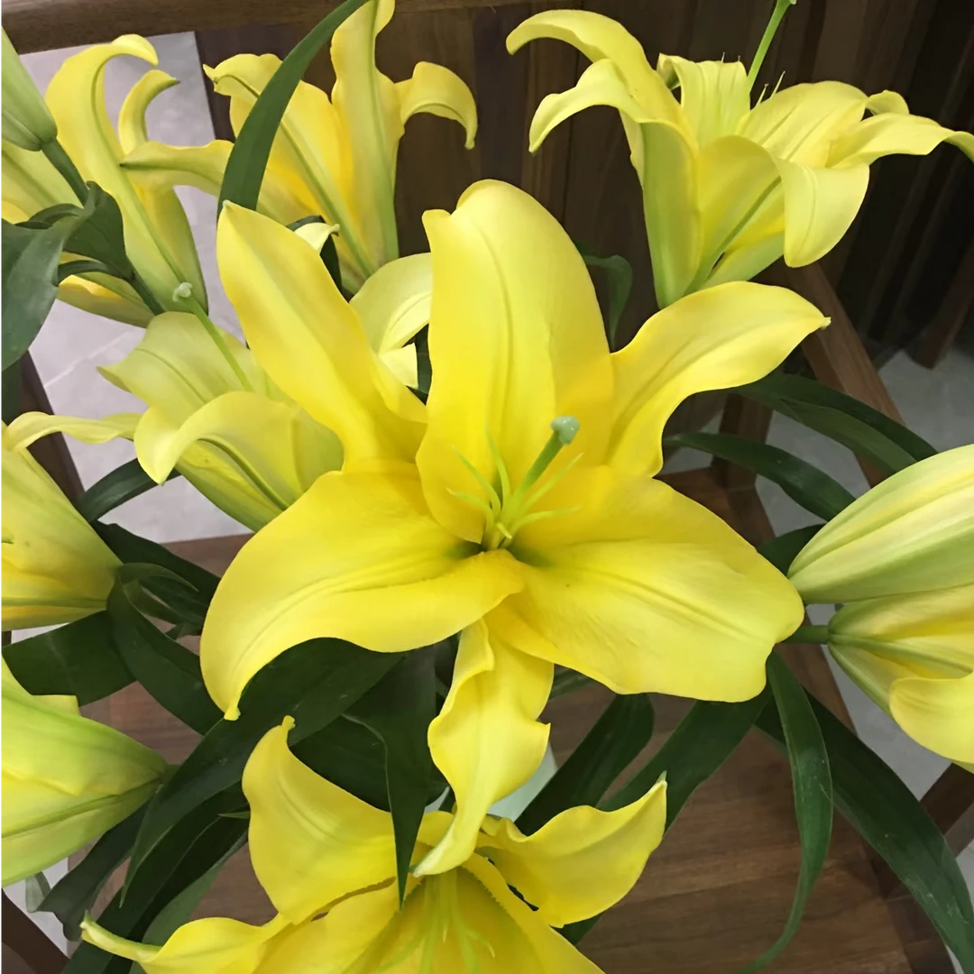 【皇帝】28/30单瓣百合花种浓香百合庭院阳台花球