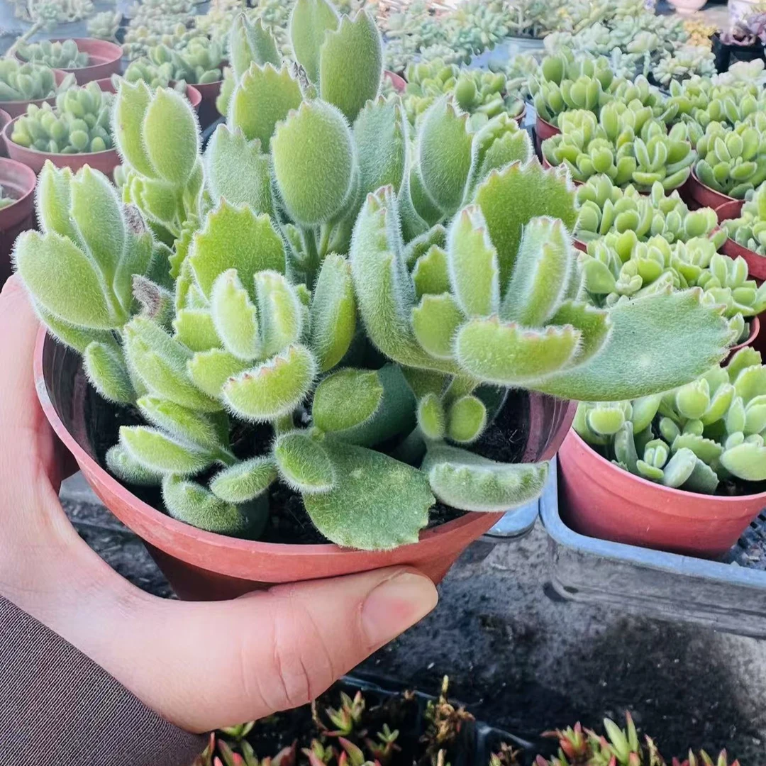 绿熊，多肉植物，带盆带土发货9cm盆