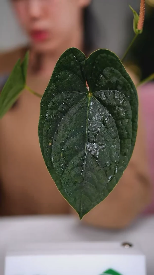 完全开放奇妙森林盾奢花烛