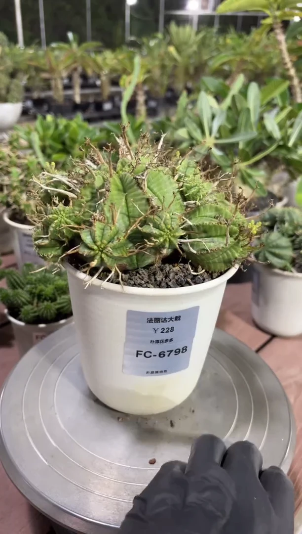 法丽达大戟FC-6798