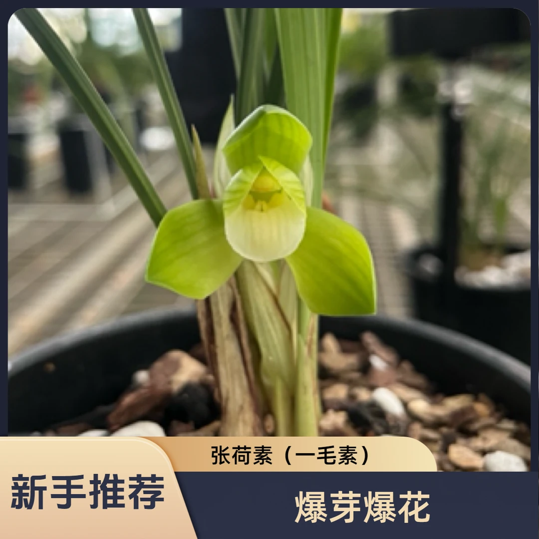 张荷素一毛素苒苒园艺新手好养活老种春兰花卉绿植盆栽盆景花香