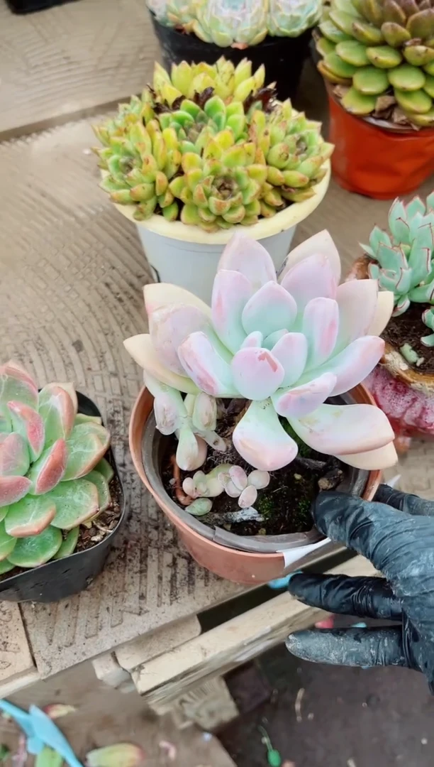 এ**鱼08164多肉植物一物一拍
