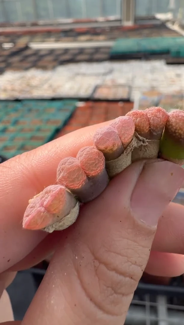 10-20多肉植物肉锥一颗