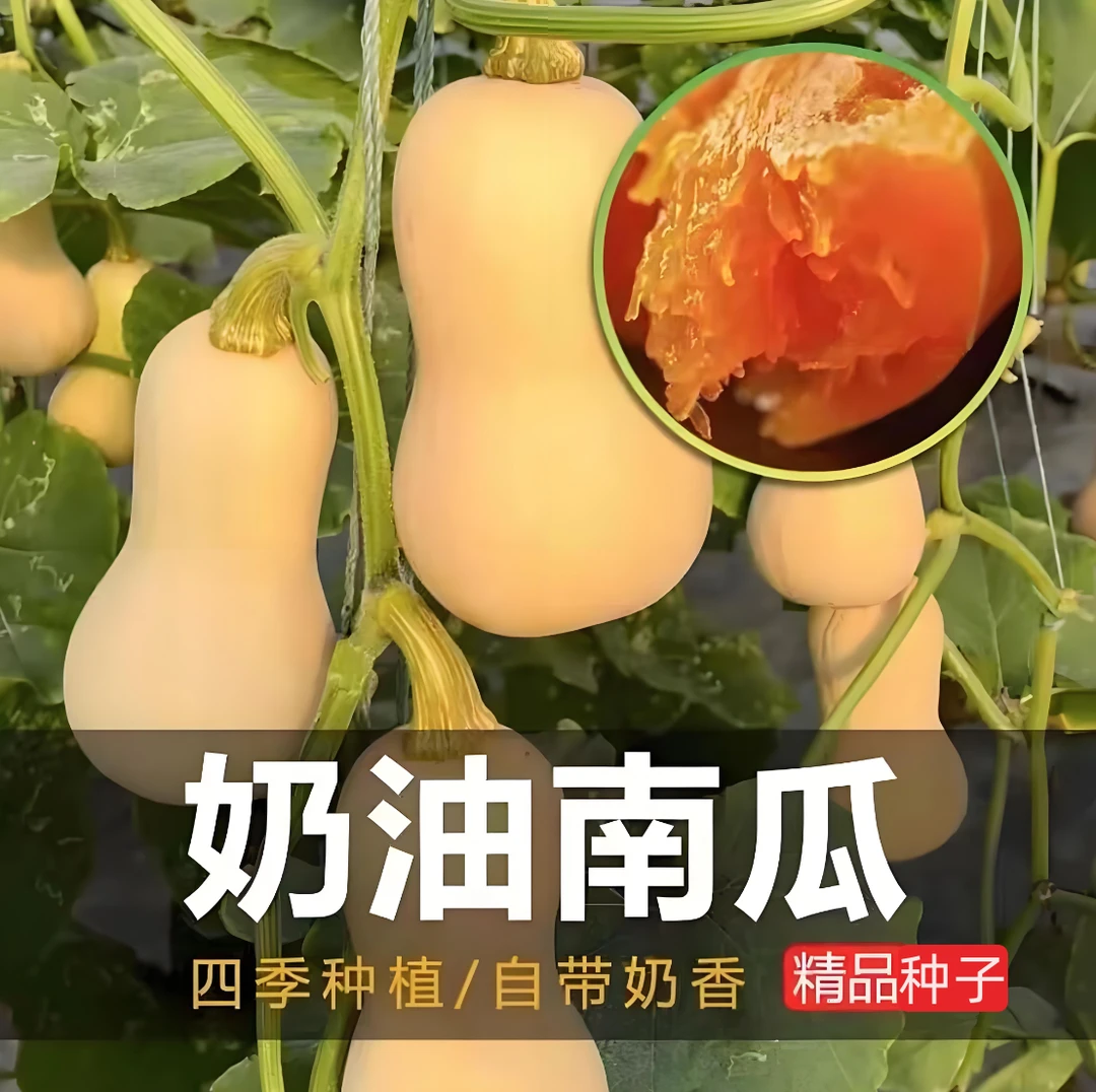 【奶油南瓜种子】家庭阳台小院四季种植盆栽地栽易种易活
