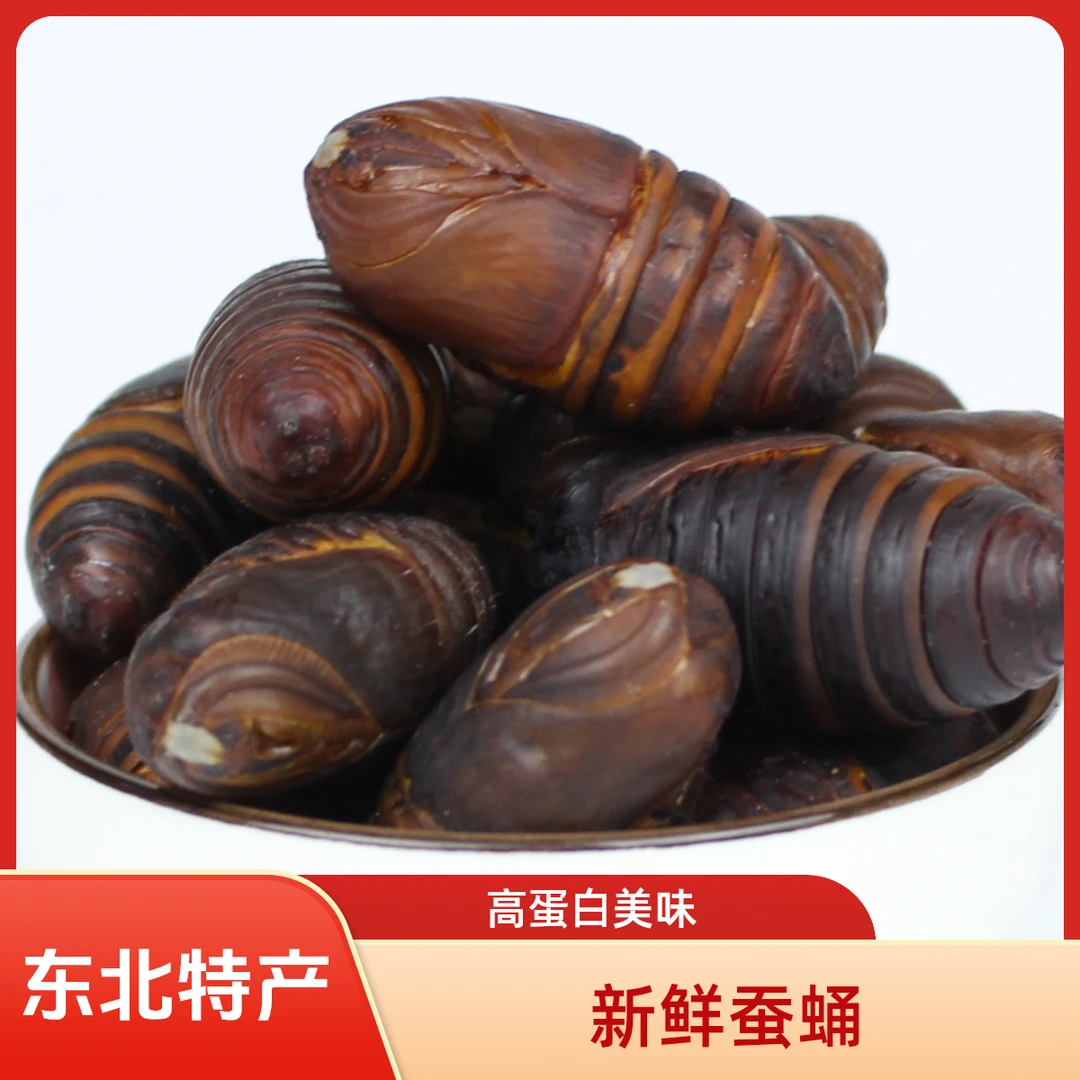 加急专拍 东北特产新鲜柞蚕蛹鲜活茧蛹高蛋白产地直发顺丰空运