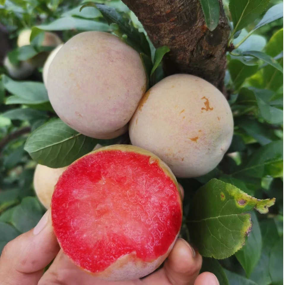 恐龙蛋李子 味帝李子 零农药 始祖山水果新鲜应季水果 脆爽清甜