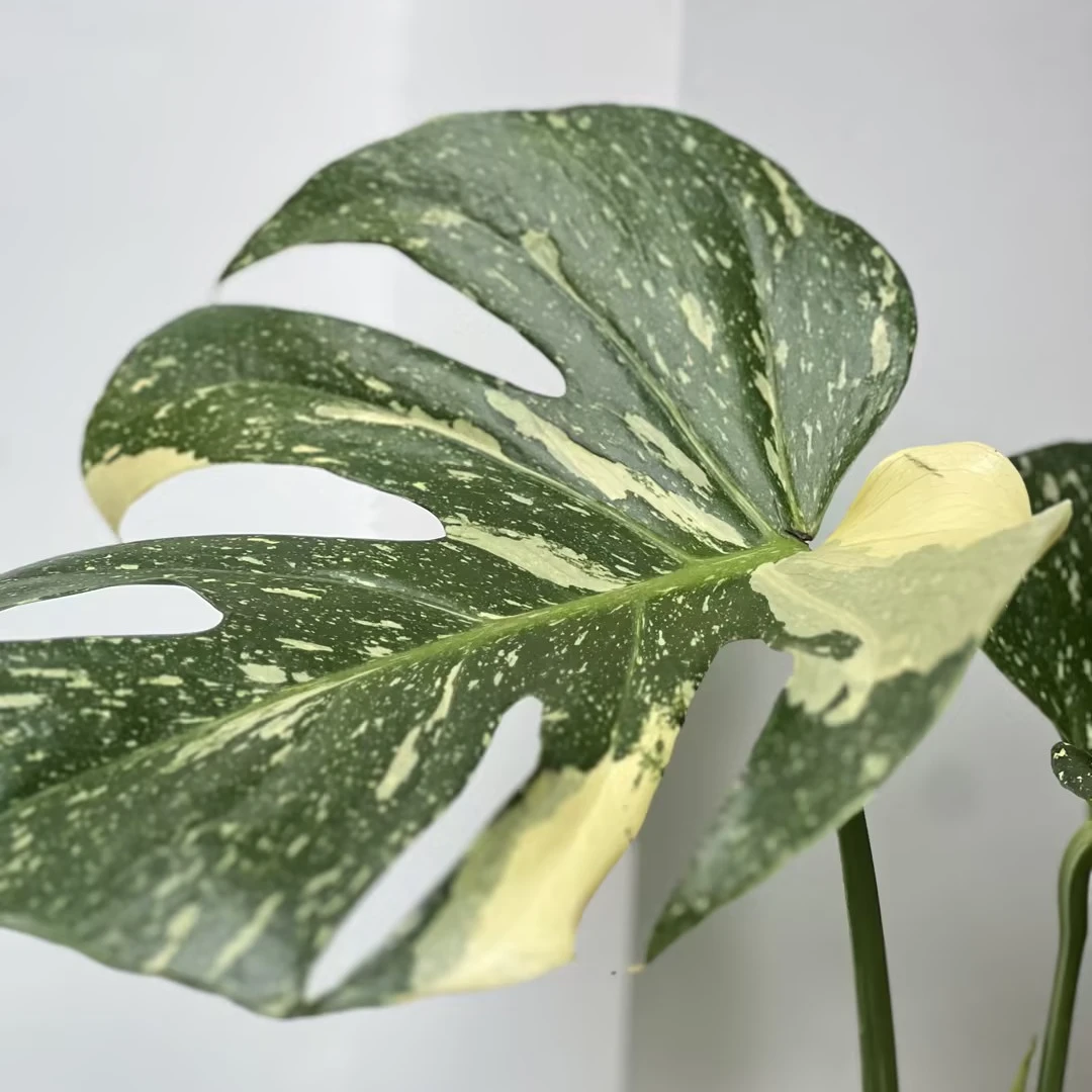 【小洒金龟背竹】盆栽种好露天庭院盆栽花卉植物