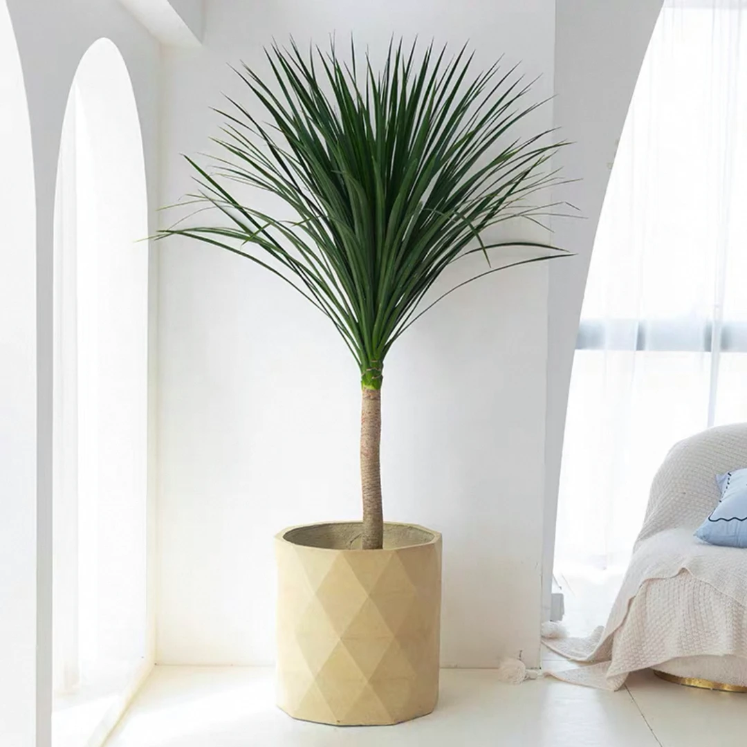 3黑珍珠龙血树室内盆栽客厅办公室四季常绿植物